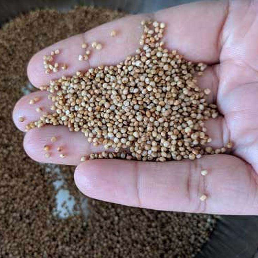 Arikalu Millets / Kodo Millet. no stock, pre order available