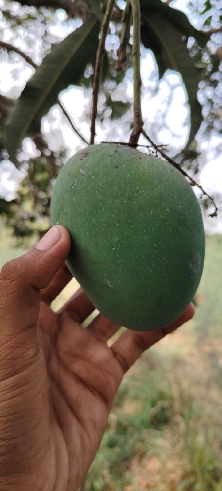 kothapalli kobbari avakaya dpl east godavari