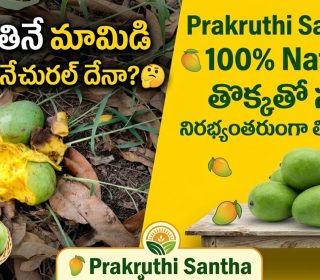 nujiveedu mango chinna rasaalu