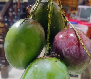 సువర్ణ రేఖ