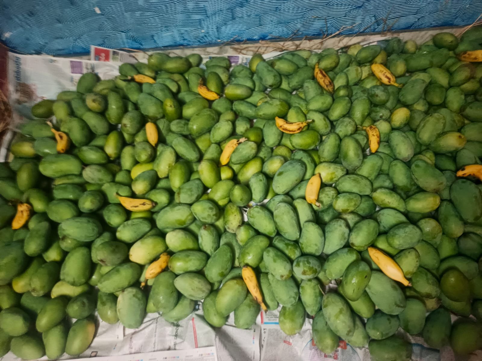 nujiveedu mango chinna rasaalu - Image 2