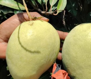 బంగినపల్లి మాంగోస్