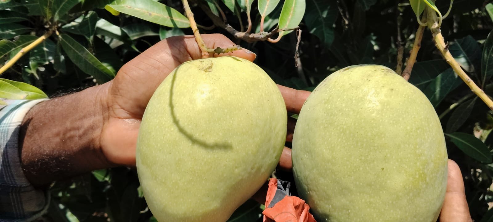 బంగినపల్లి మాంగోస్