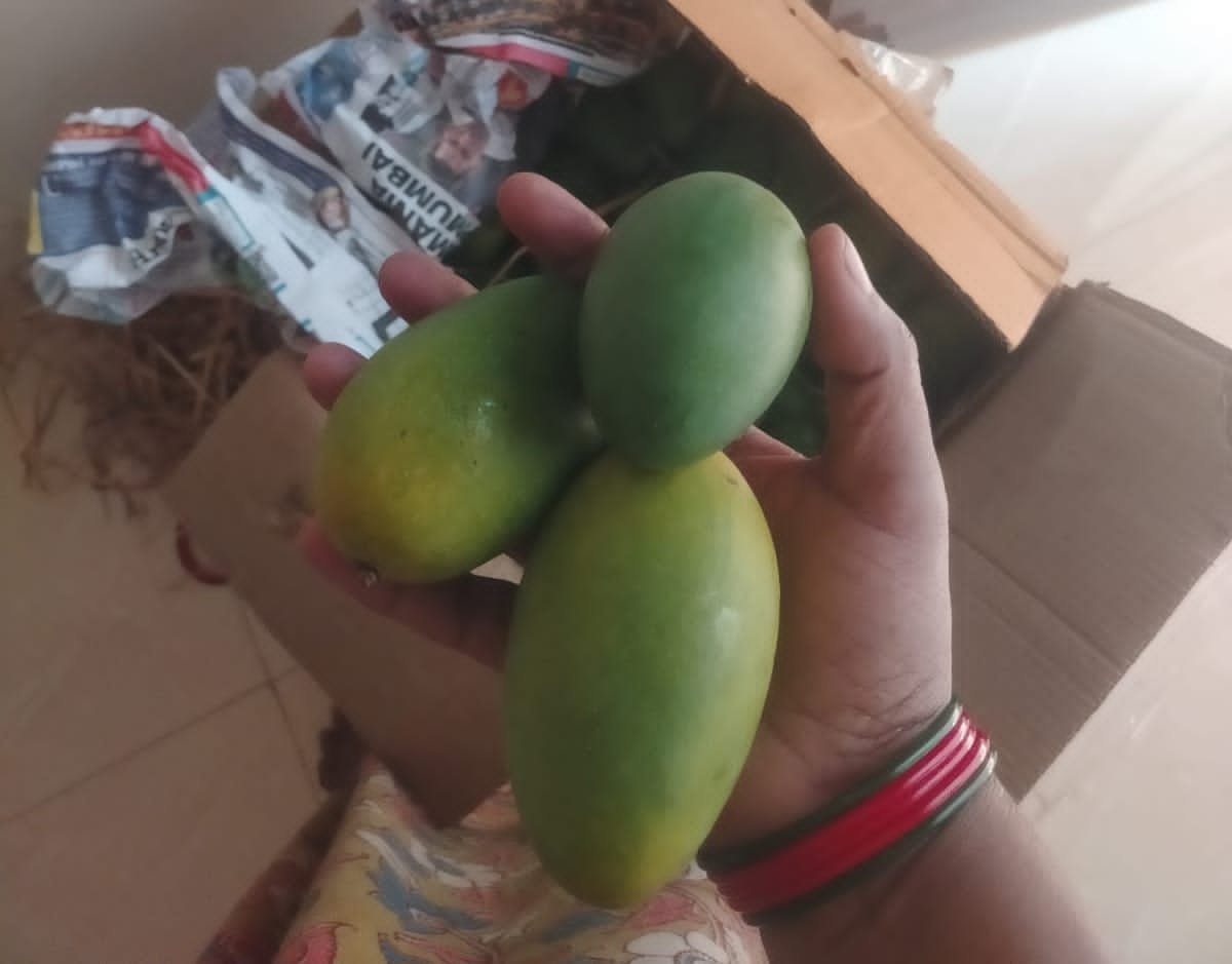 daseri mango . tasty spl mamgo
మినిమం క్వాంటిటీ 5kg pre order direct farm to home - Image 2