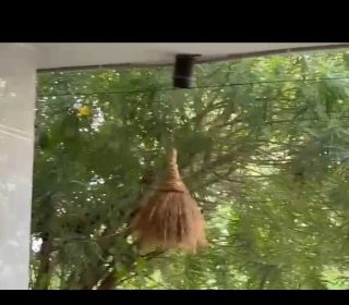 varikuchulu 155/each