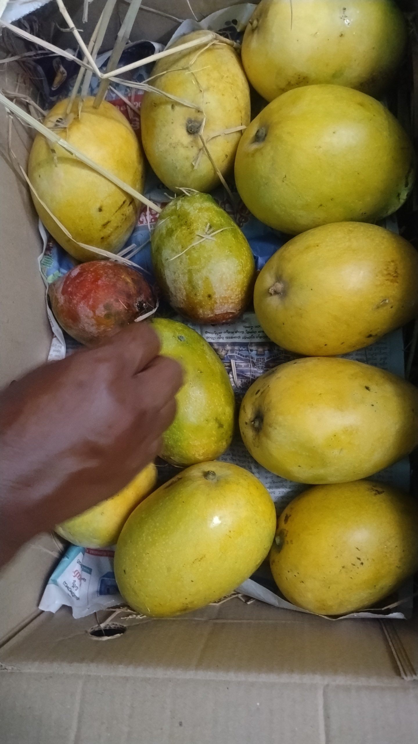5kg minimum "0" chemical true &trusted
vulavapadu mango late గా వస్తుంది. కానీ taste లో వక spl. బాగా ripe అయిన మాంగో టేస్ట్ ఎక్కువ. - Image 3
