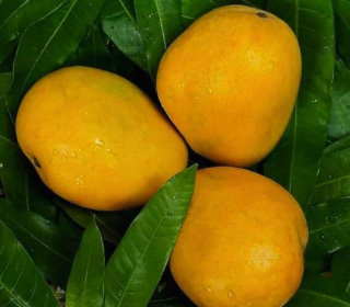 5kg minimum "0" chemical true &trusted 
vulavapadu mango late గా వస్తుంది. కానీ taste లో వక spl. బాగా ripe అయిన మాంగో టేస్ట్ ఎక్కువ.