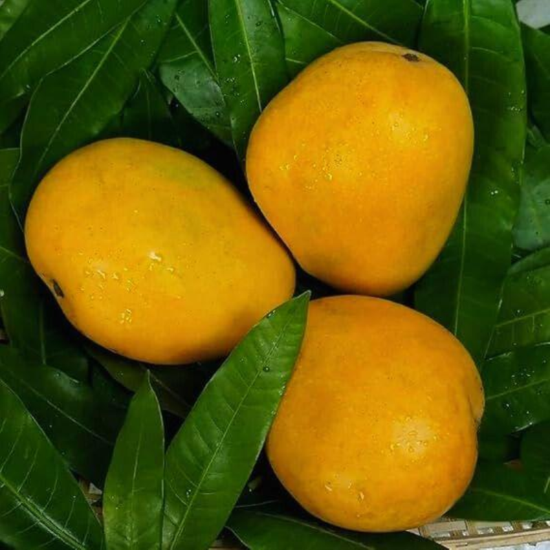 5kg minimum "0" chemical true &trusted 
vulavapadu mango late గా వస్తుంది. కానీ taste లో వక spl. బాగా ripe అయిన మాంగో టేస్ట్ ఎక్కువ.